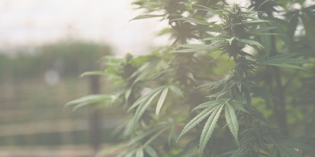 Cannabis edibles in Australia 2025 – medical cannabis guide